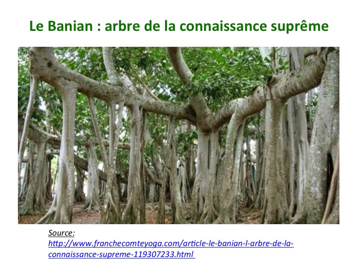 Annexe Banian arbre sacré.jpg