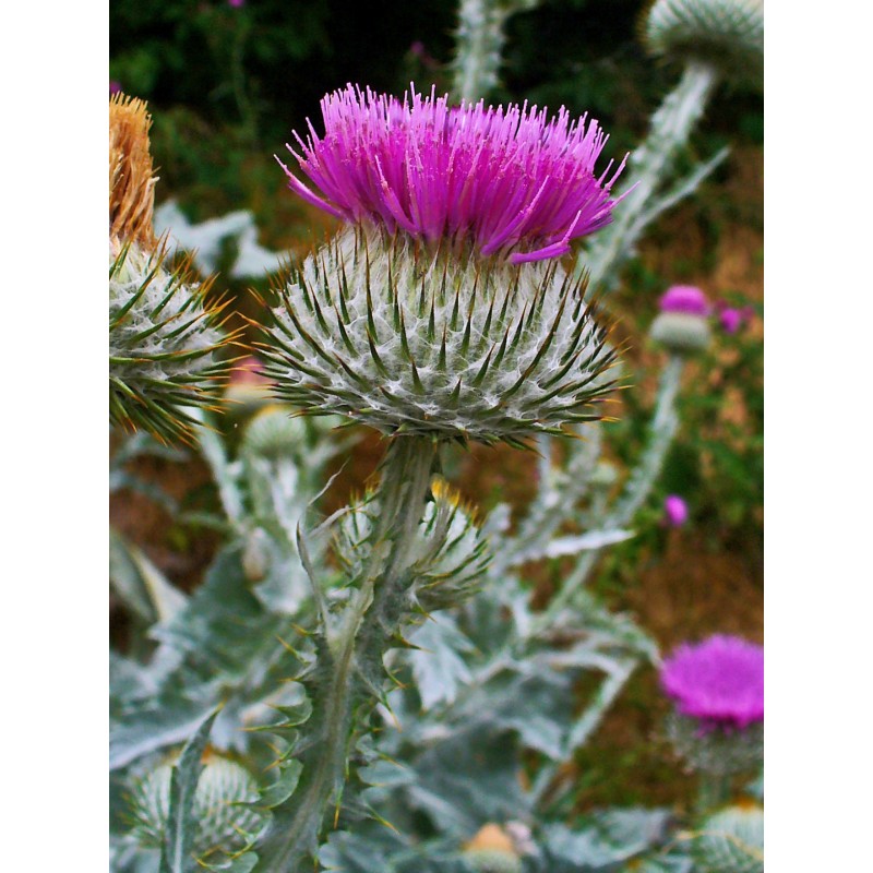 Annexe onopordum-acanthium.jpg