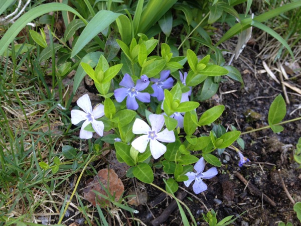 Annexe vinca-minor_e-Flore.jpg