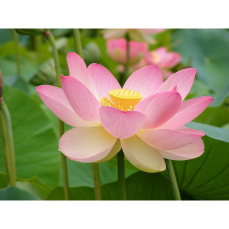 Annexe graines-de-nelumbo-nucifera-rose.jpg