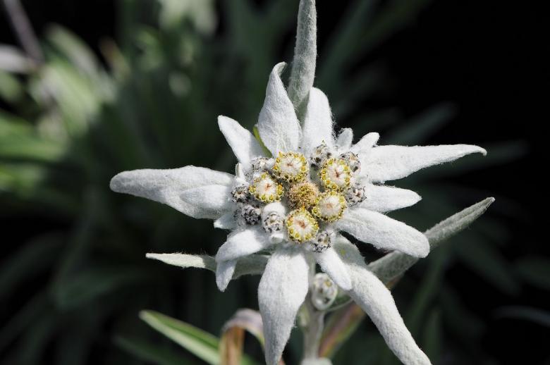 Annexe Edelweiss flower_0.jpg