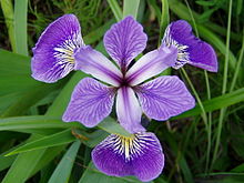 Annexe Iris versicolor.jpg