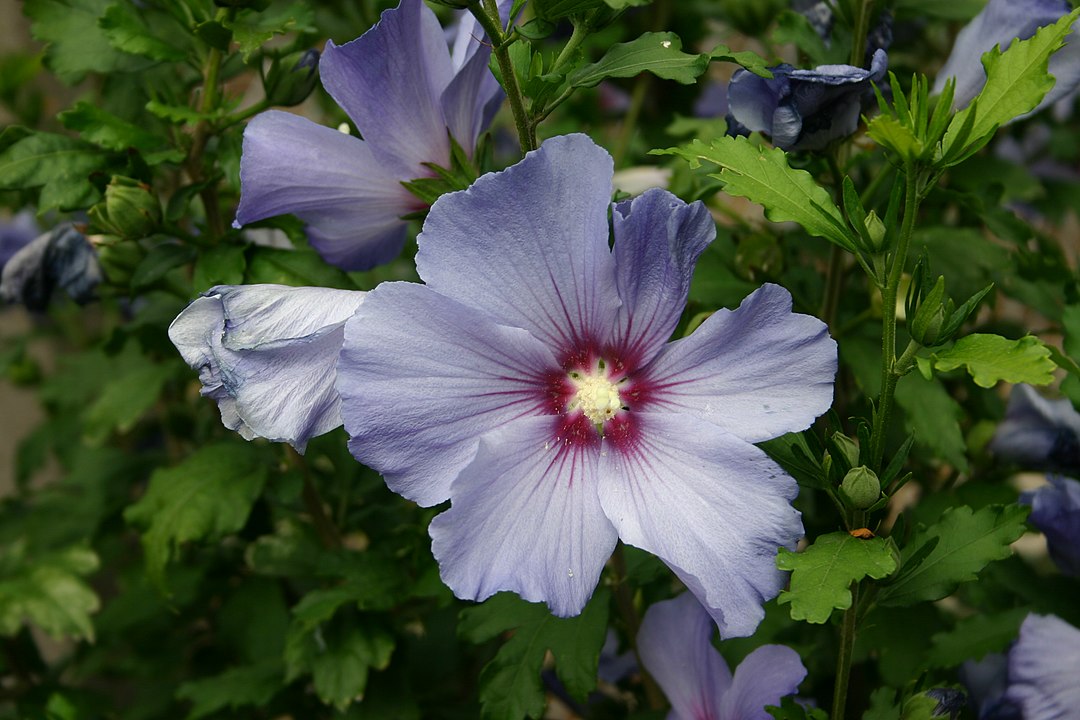 Annexe 1080px-Hibiscus_bleu_2.jpg