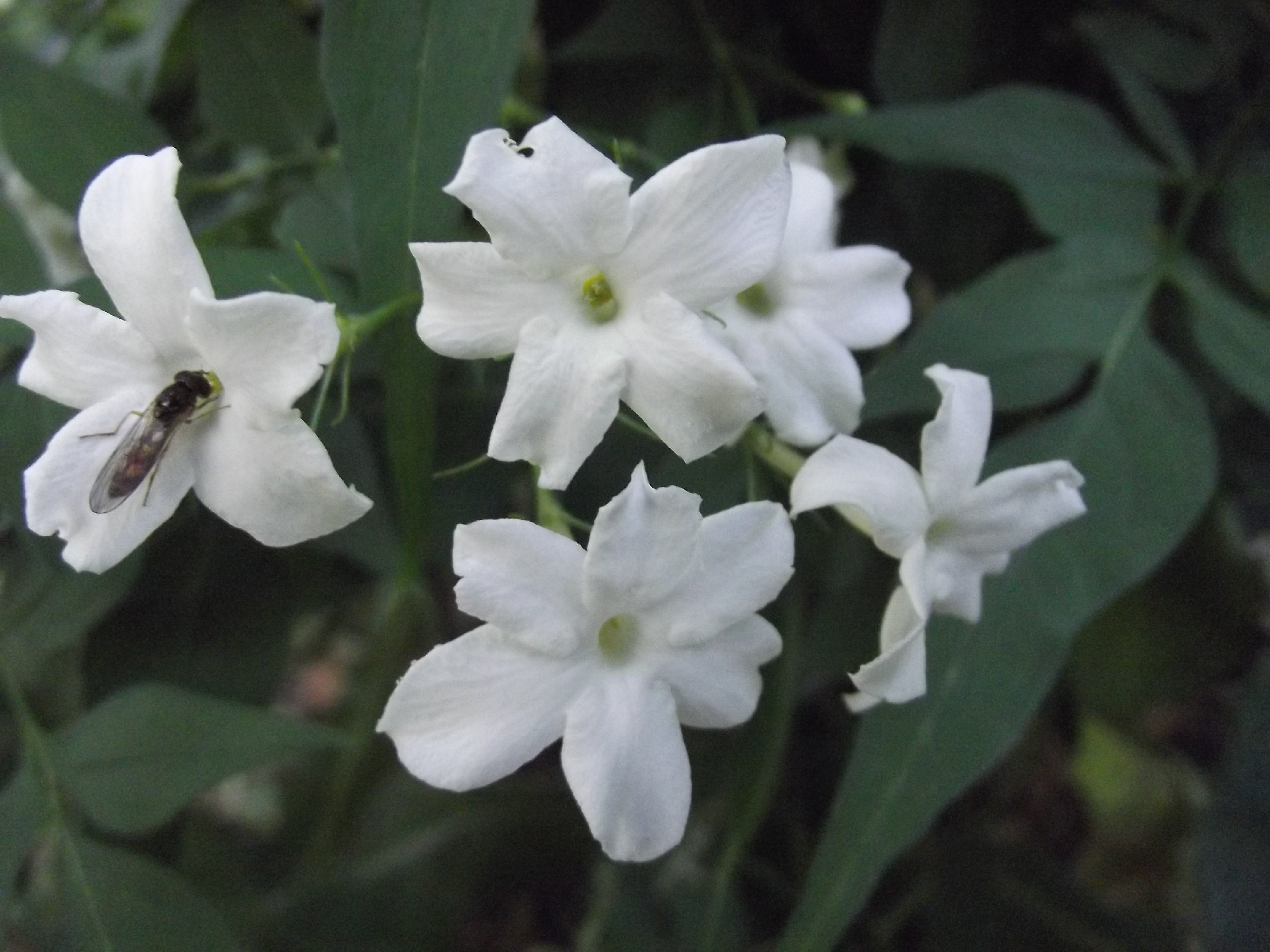 Annexe img_000162233O.jpg