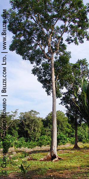 Annexe mahogany-tree-belize.jpg