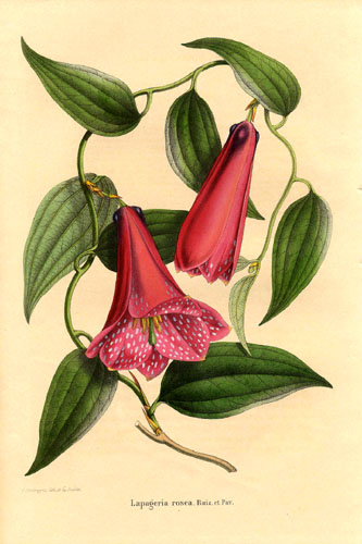 Annexe Liliaceae_Lapageria_rosea_1.jpg