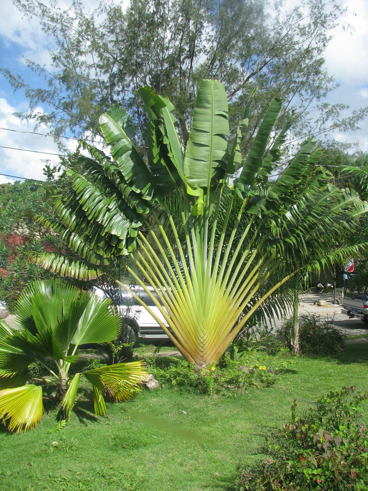 Annexe Ravenala_madagascariensis_in_Samana.JPG
