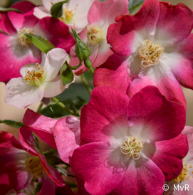 Annexe 2010-Grand-Duc-Jean-1.jpg