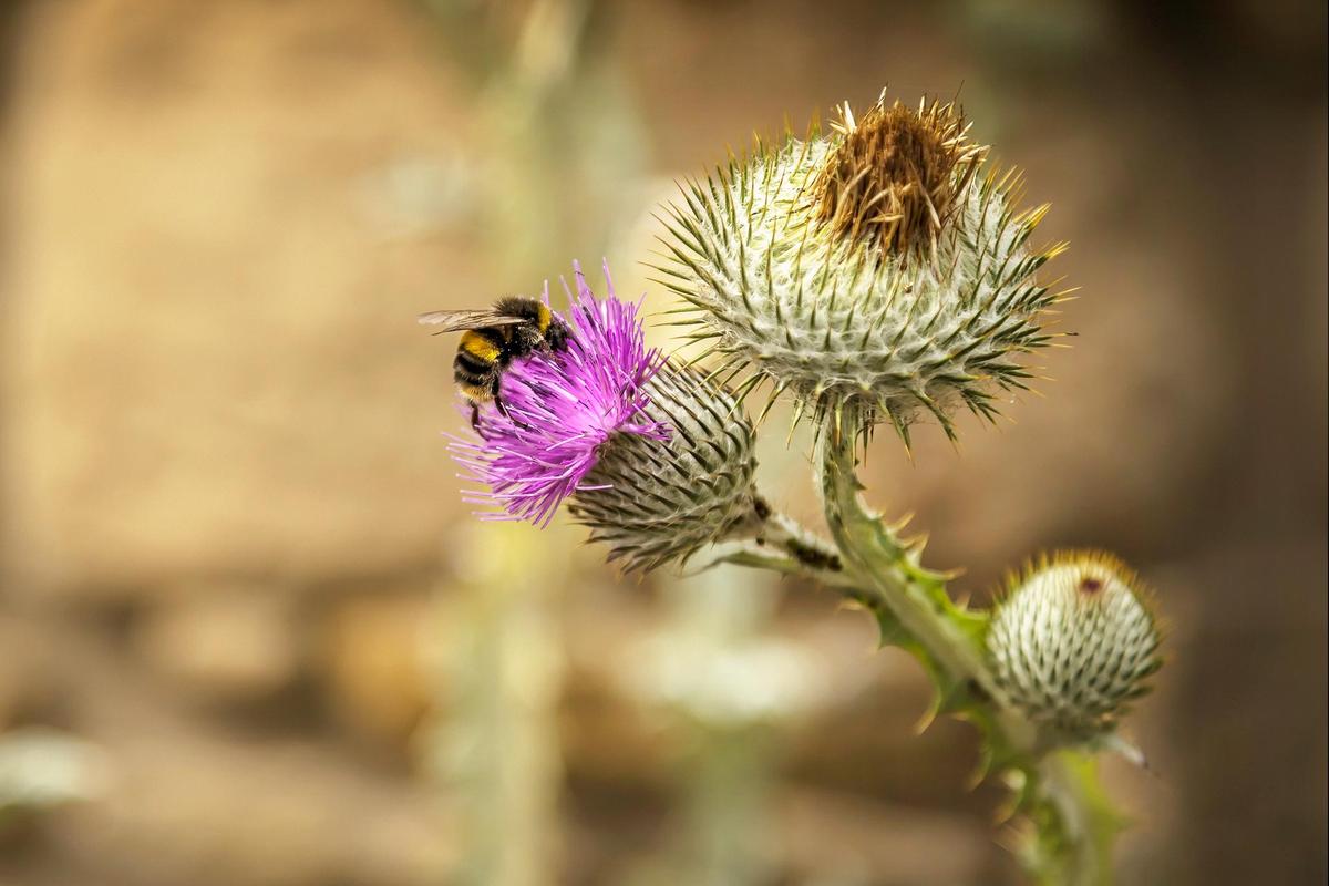 Annexe httpscimg.visitscotland.comcms-imagesaboutsnow-thistle-bee?size=md
