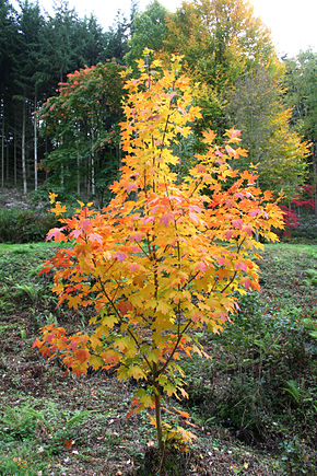 Annexe Acer saccharum.jpg