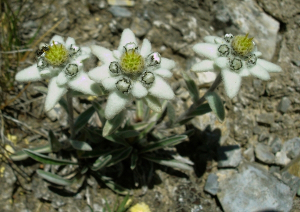 Annexe img-000291770L.jpg