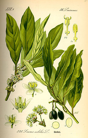 Annexe 290px-Illustration_Laurus_nobilis0.jpg