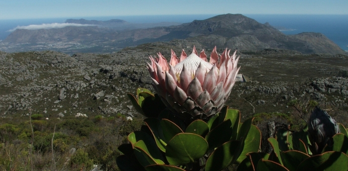 Annexe Protea cynaroides top of Table Mountain.jpg