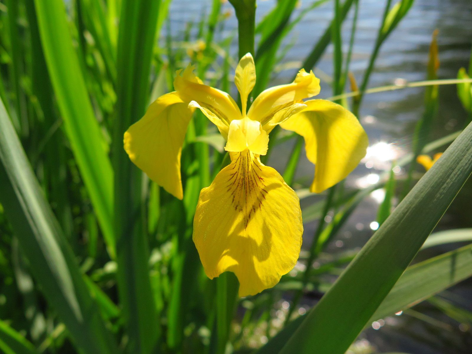 Annexe ob_c4255e_iris-des-marais-2.JPG