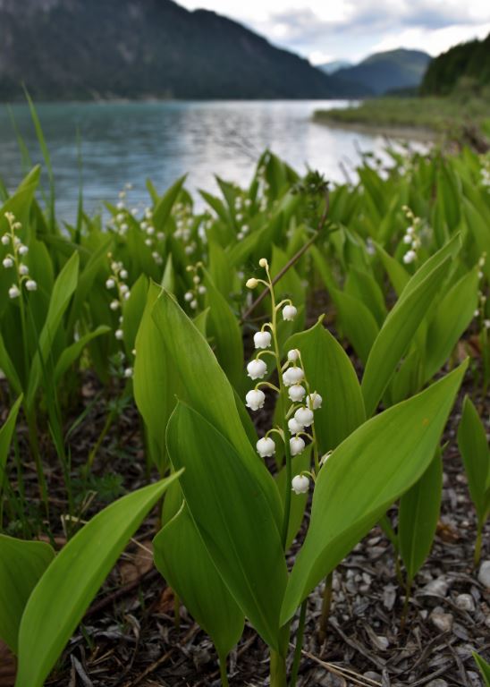 Annexe muguet embleme finlande.JPG