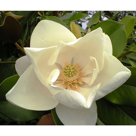 Annexe magnolia-grandiflora-le-nantais.jpg