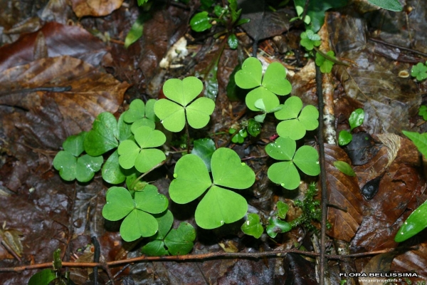 Annexe Oxalis acetosella.jpg
