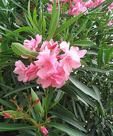 Annexe Nerium_oleander2.jpg