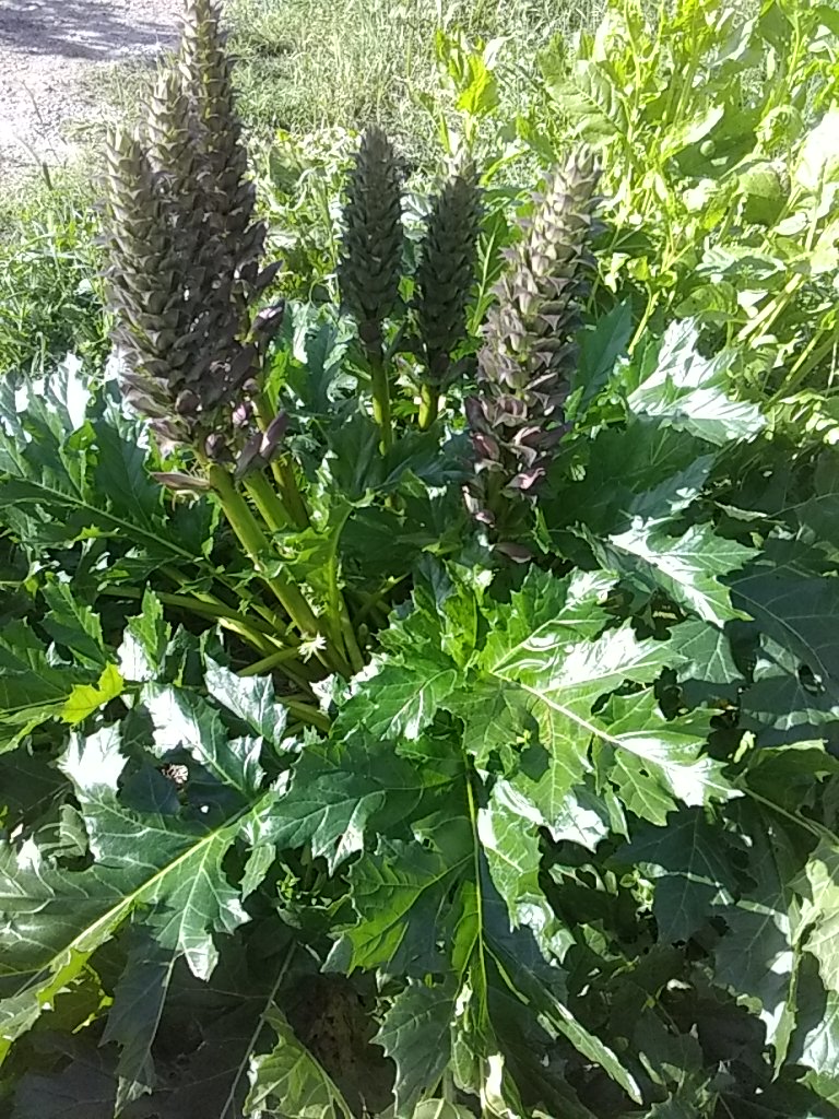 Annexe IMG_20200429_180148.jpg