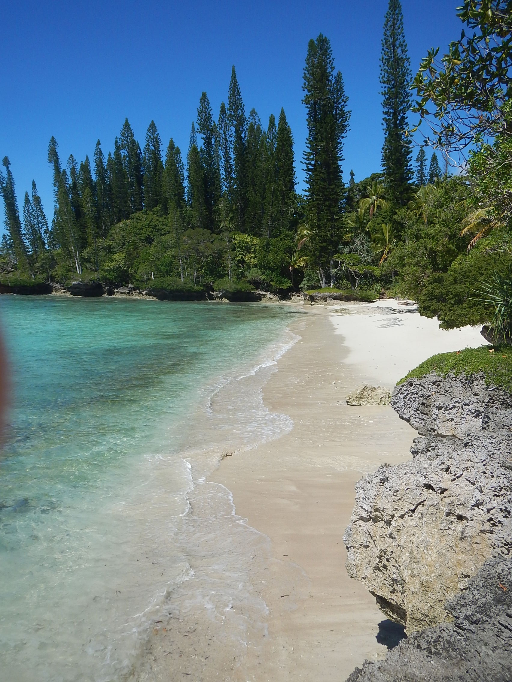 Annexe Araucaria columnaris.JPG