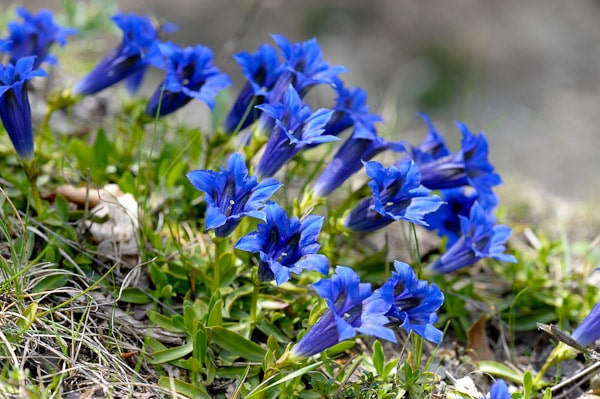 Annexe gentiane-bienfaits-plante-.jpg