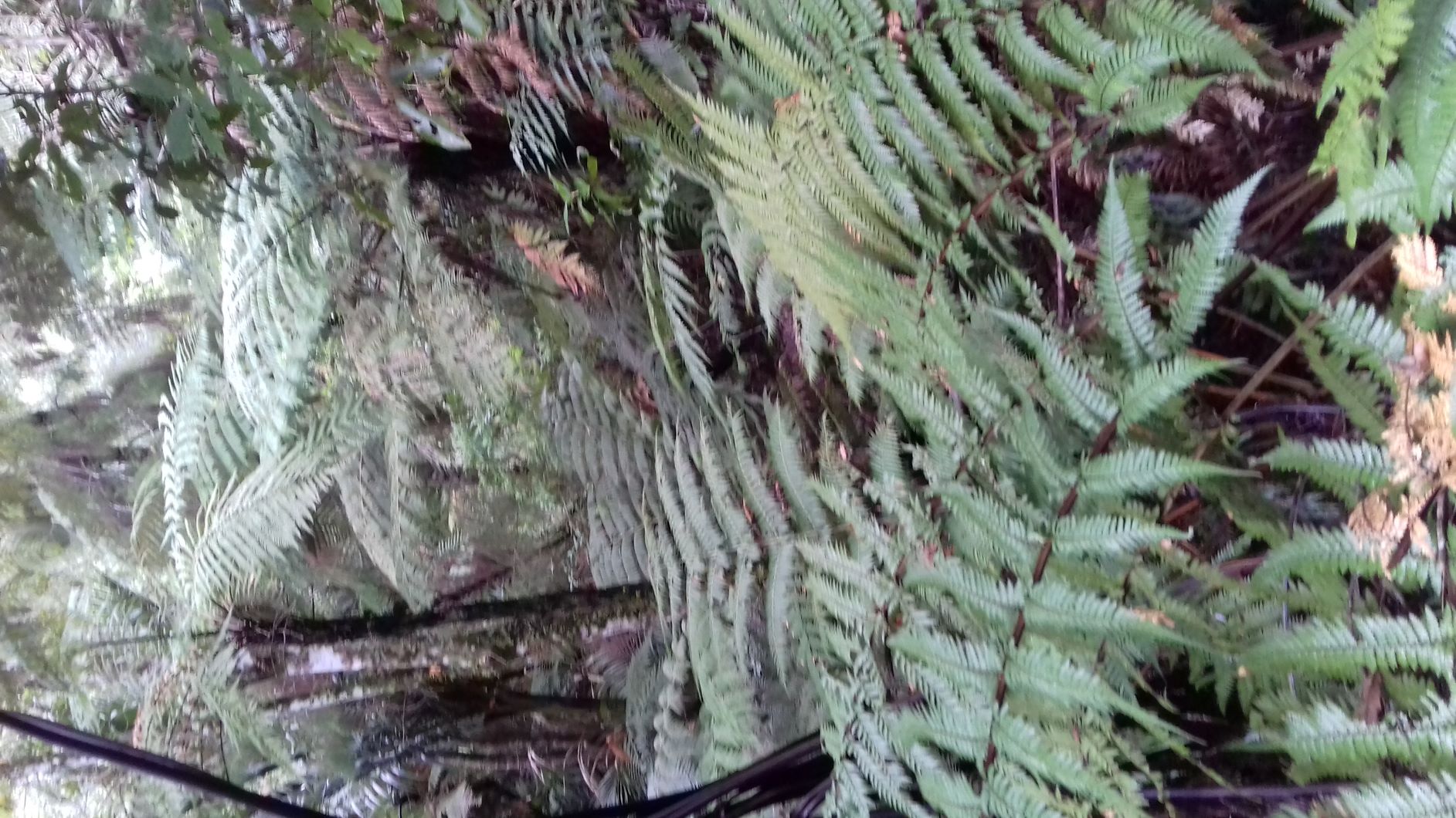 Annexe 20180721_140035.jpg