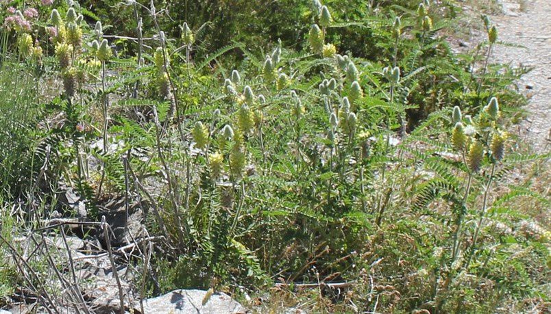 Annexe ob_1e8efd_astragale-5.jpg