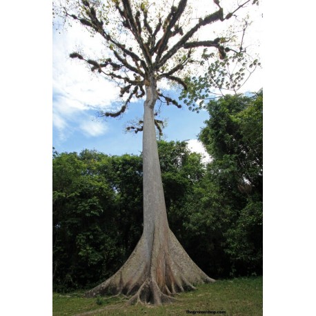 Annexe Ceiba petandra .jpg