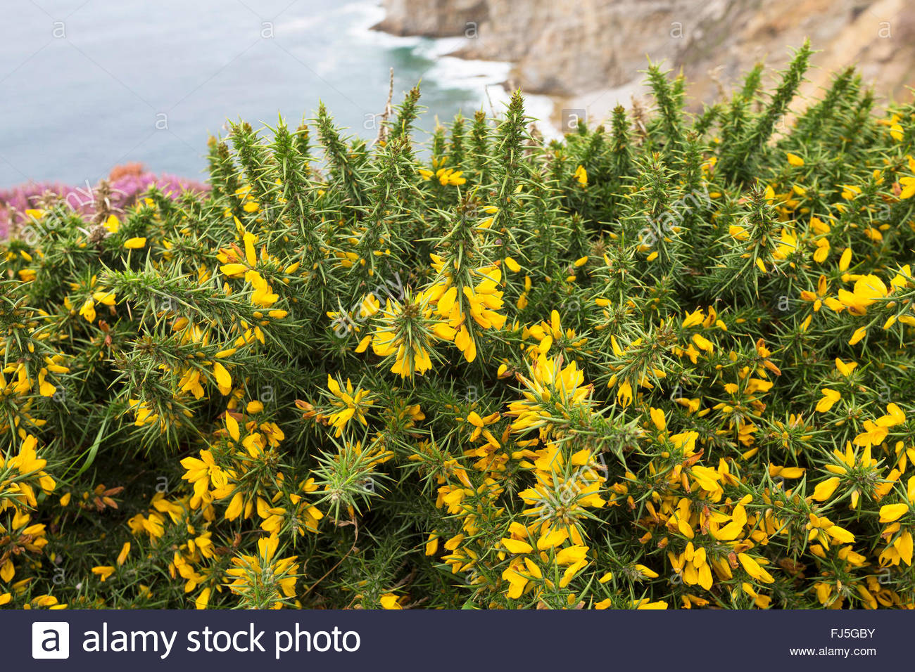 Annexe l-ajonc-d-europe-de-l-ouest-nain-ulex-gallii-furze-sur-la-cote-atlantique-france-fj5gby.jpg