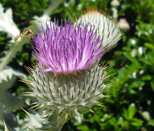 Annexe chardon décosse .png