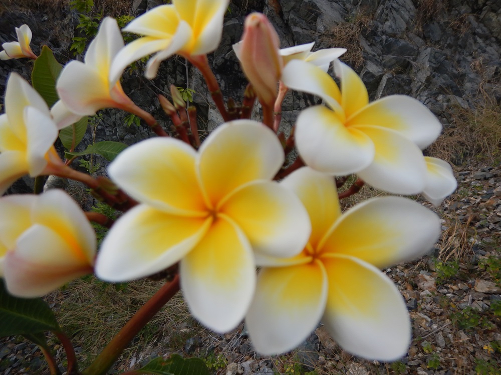 Annexe frangipanier.jpg