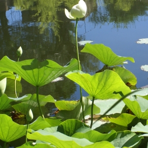 Annexe lotus sacre.jpg