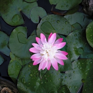 Annexe lotus sacre2.jpg