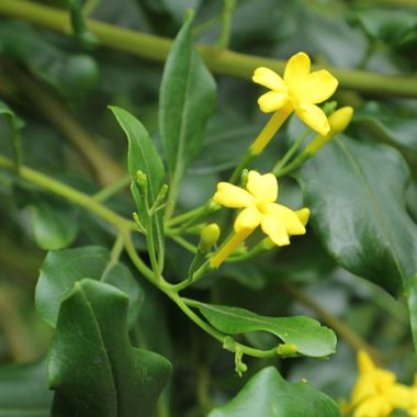 Annexe Jasminum