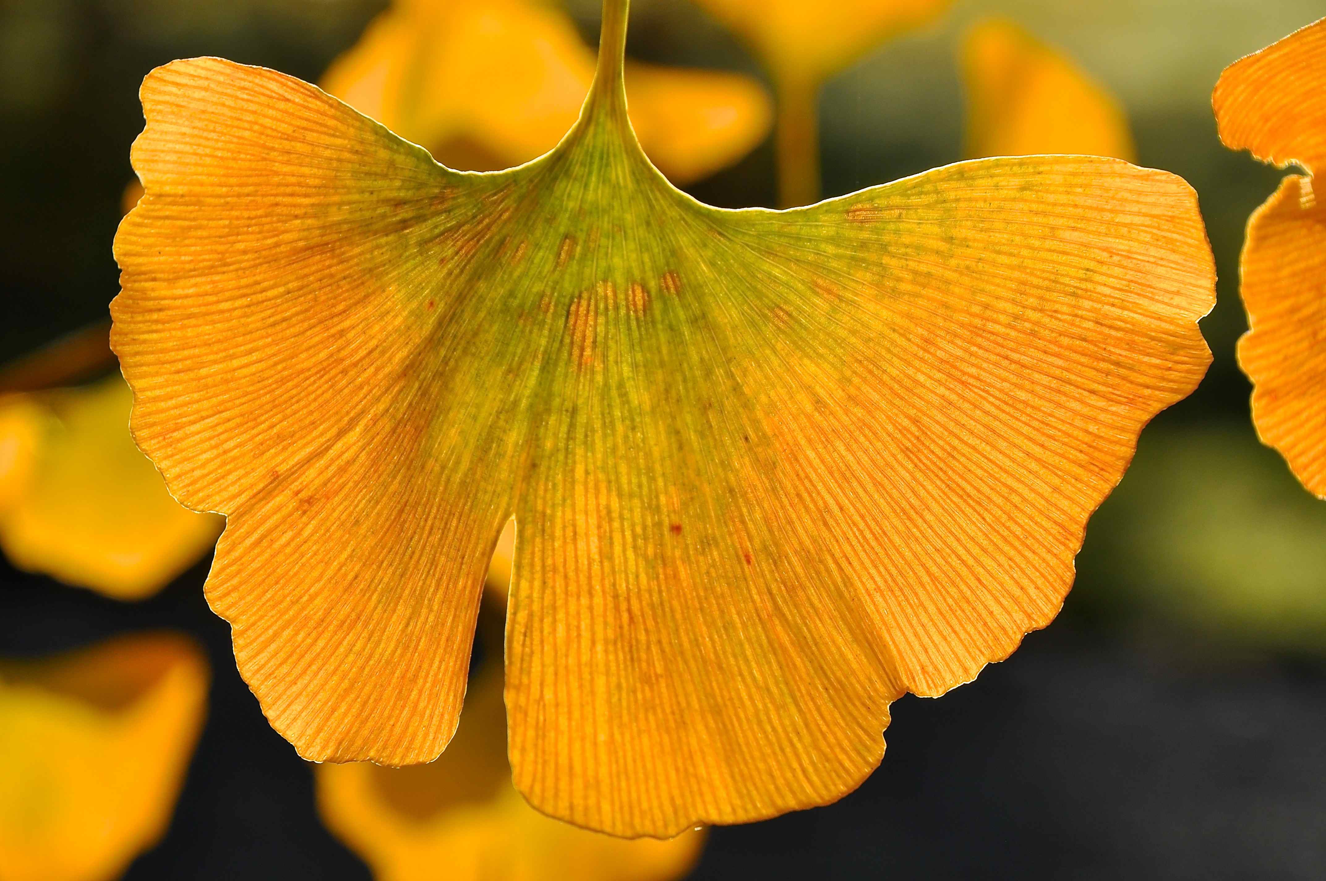 Annexe Ginko biloba3.jpg