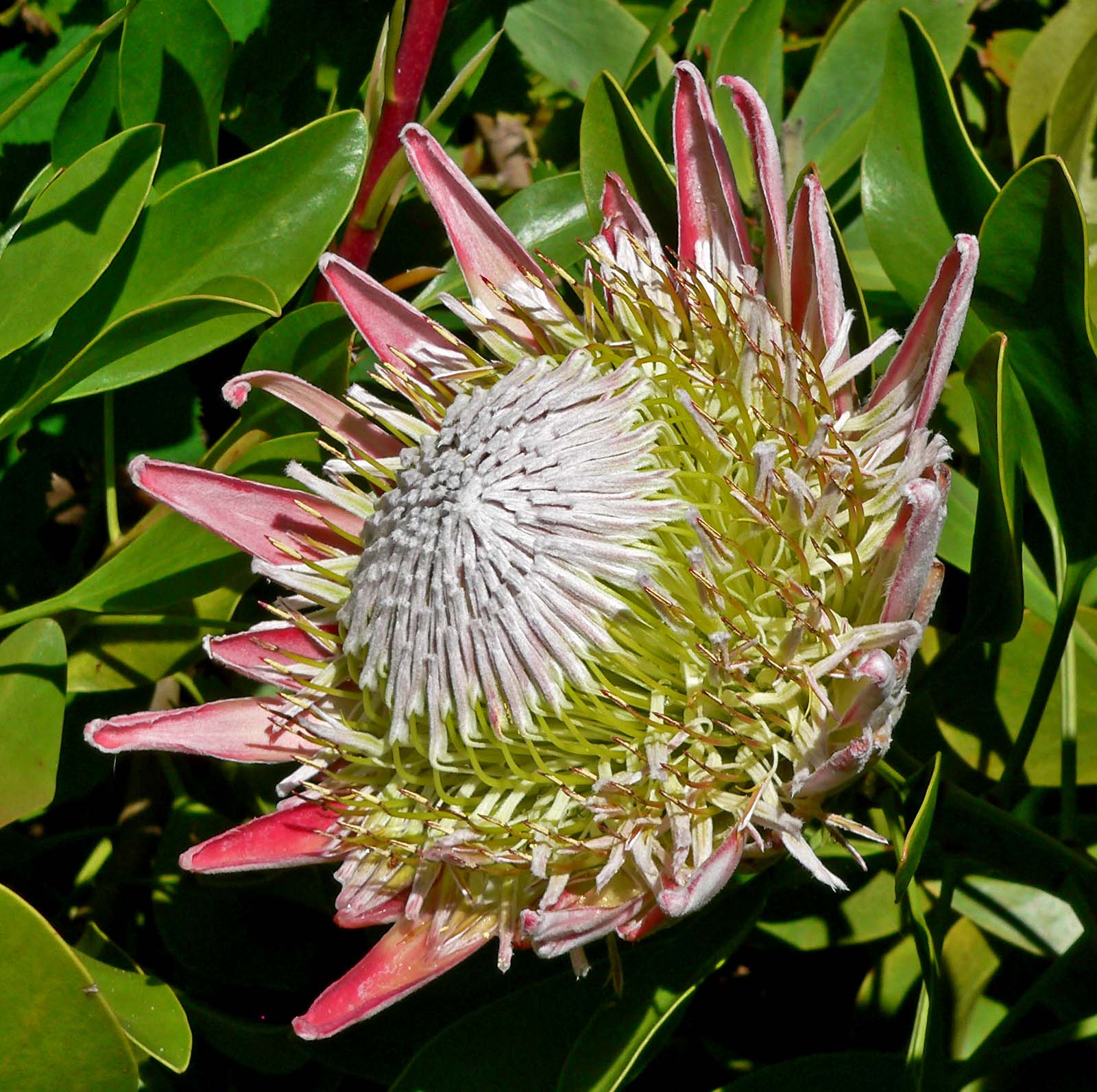 Annexe Protea_cynaroides_3Par Stan Shebs-Wikipedia Commons.jpg
