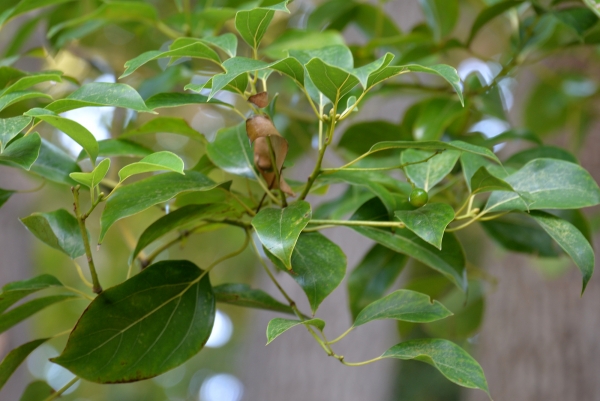 Annexe Cinnamomum camphora (L.).jpg