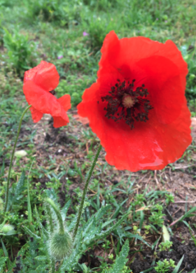 Annexe Coquelicot.png