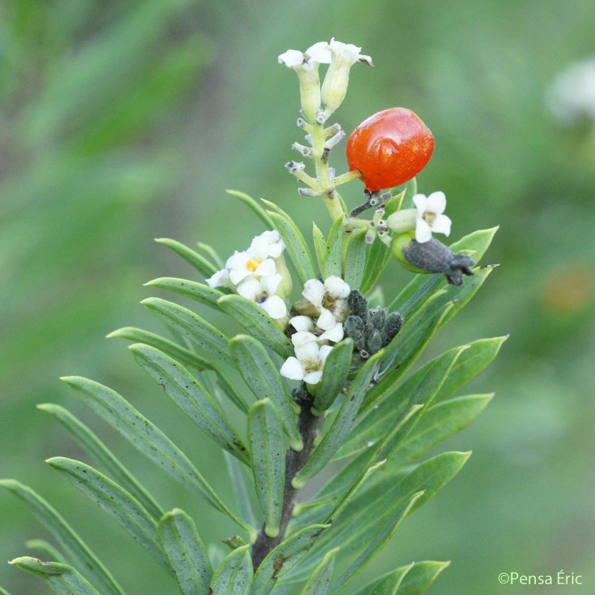 Annexe daphne-garou-3.jpg