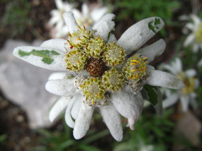 Annexe Leontopodium_alpinum.jpg