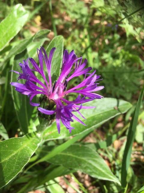 Annexe IMG_3779.jpeg