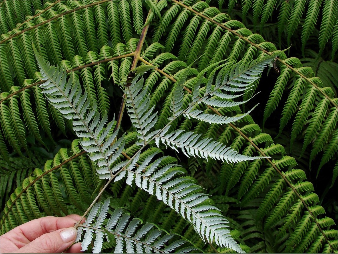 Annexe Silver-fern.jpg