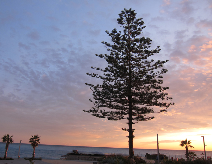 Annexe araucaria heterophyllia.jpg