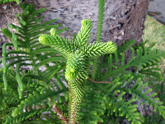 Annexe verticille.jpg