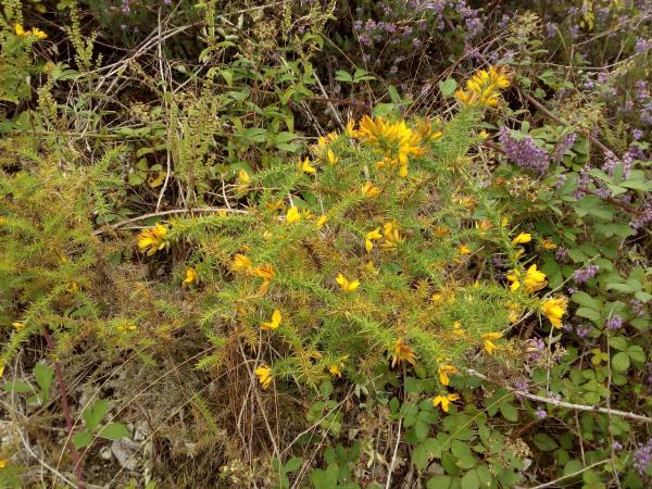 Annexe Ulex gallii.jpg