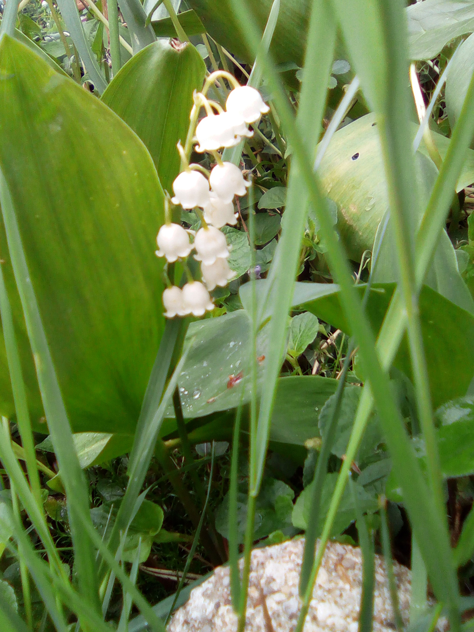 Annexe IMG_20200503_112702.jpg