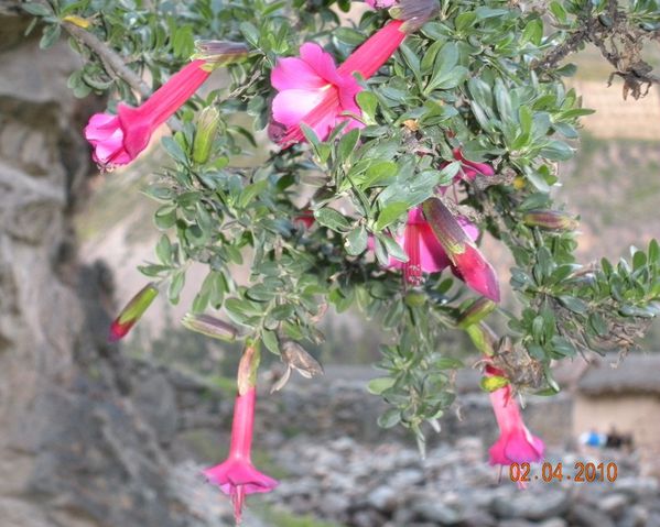 Annexe FLEUR-DE-L-INCA.jpeg