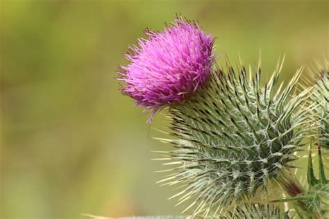 Annexe chardon aux anes.jpg