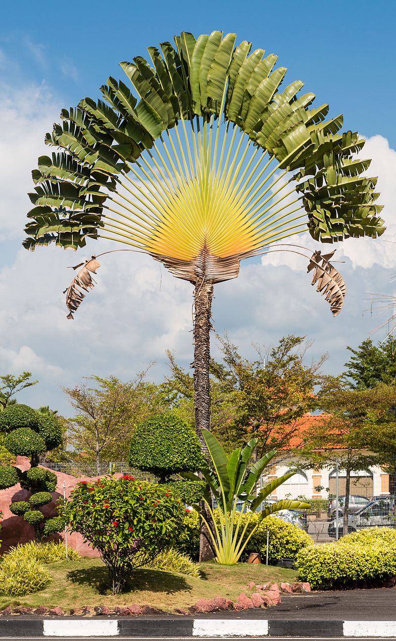 Annexe Penang_Malaysia_Ravenala-madagascariensis-01.jpg
