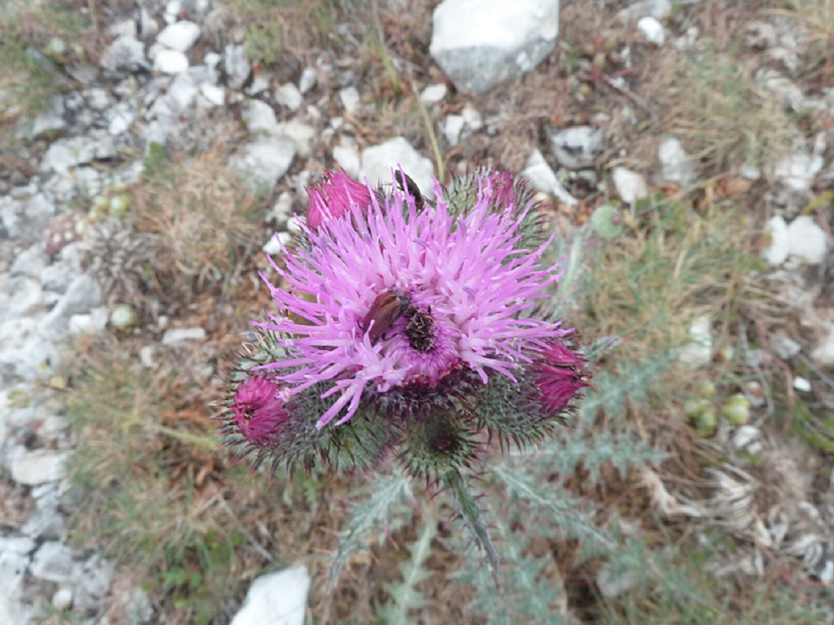 Annexe img 002403777O.jpg